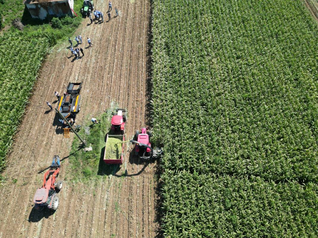 Karadeniz'in en önemli ovasında hasat yoğun başladı: Yüzde 90 arttı 4